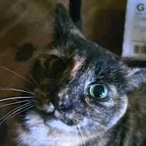 Thumbnail photo of Kezea #2