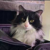 Thumbnail photo of Butler #1