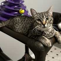 Thumbnail photo of Danaiya #1