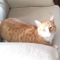 Thumbnail photo of cheddar #1