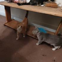Thumbnail photo of cheddar #2