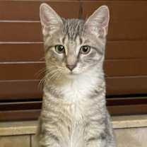 Thumbnail photo of Rosella #3