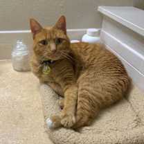 Thumbnail photo of Wren #1