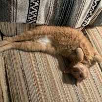 Thumbnail photo of Wren #2