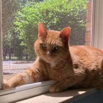 Thumbnail photo of Wren #3