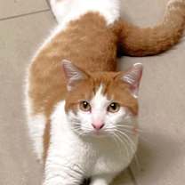 Thumbnail photo of Scotty #1