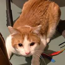 Thumbnail photo of Scotty #2