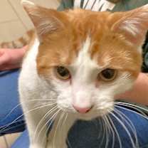 Thumbnail photo of Scotty #4