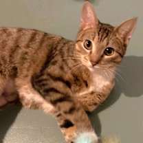 Thumbnail photo of Sassy #1