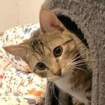 Thumbnail photo of Sassy #2
