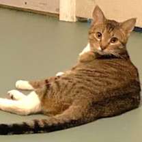 Thumbnail photo of Sassy #4