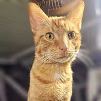 Thumbnail photo of Chester #1