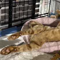 Thumbnail photo of Chester #2