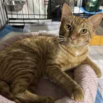 Thumbnail photo of Chester #3