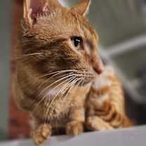 Thumbnail photo of Chester #4