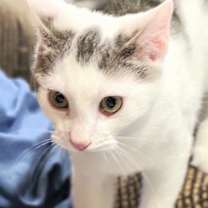 Thumbnail photo of Cattillac #2