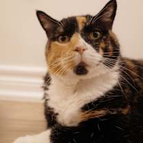 Thumbnail photo of Pippa #1