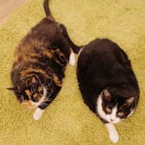 Thumbnail photo of Pippa #3