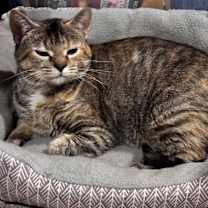 Thumbnail photo of CAT- FAITH #3