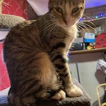 adopt-pet
