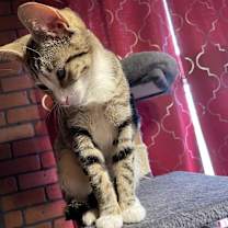 Thumbnail photo of Wraith #2