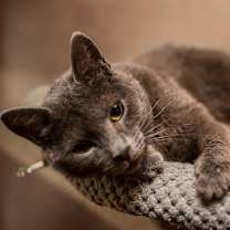 Thumbnail photo of Wasabi #1