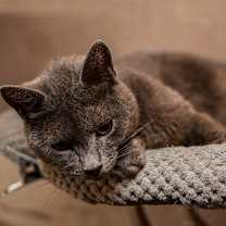 Thumbnail photo of Wasabi #2