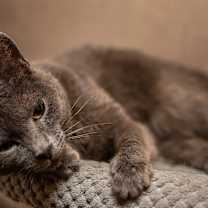 Thumbnail photo of Wasabi #3