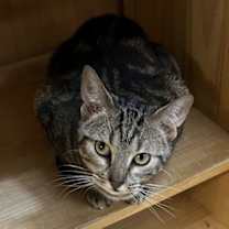 Thumbnail photo of Mia #1