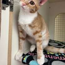 Thumbnail photo of Binkie #1