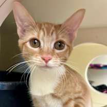 Thumbnail photo of Binkie #2