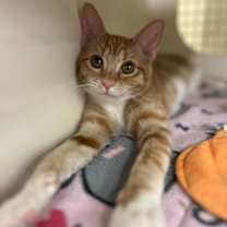 Thumbnail photo of Binkie #3