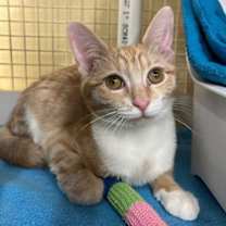 Thumbnail photo of Slinkie #3
