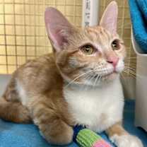 Thumbnail photo of Slinkie #4