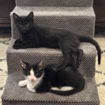 Thumbnail photo of Stripes #2