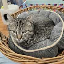 Thumbnail photo of Zen #3