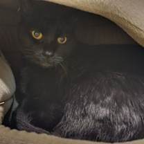 Thumbnail photo of Jellybean #1