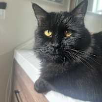 Thumbnail photo of Felix #2