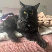 Thumbnail photo of Felix #3