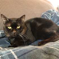 Thumbnail photo of Donkey #1