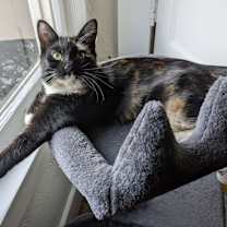 Thumbnail photo of Panda 4135 #1