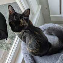 Thumbnail photo of Panda 4135 #2