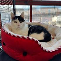 Thumbnail photo of Twist #1