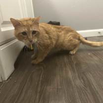 Thumbnail photo of Alf #1