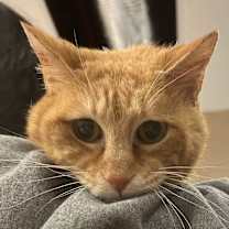 Thumbnail photo of Alf #2