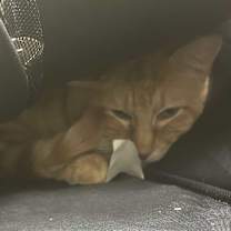 Thumbnail photo of Alf #3