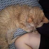 Thumbnail photo of Alf #4