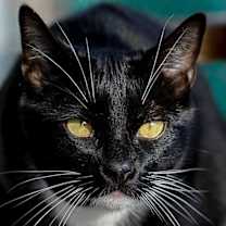 Thumbnail photo of Porter #1