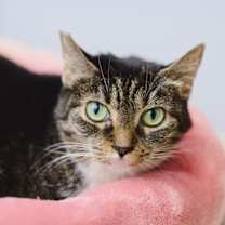 Thumbnail photo of Chatty #1