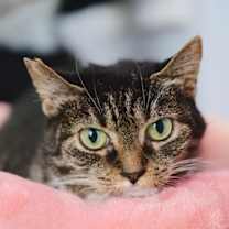 Thumbnail photo of Chatty #2